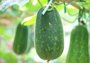 今日吃瓜每日必吃,每日必吃，揭秘娱乐圈新鲜事